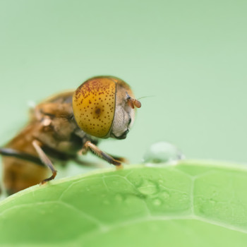 Natures Work of Art in Macro World - Soldiers