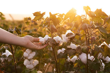 Cotton Plant Disease Detection Platform