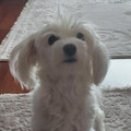 alper.sol