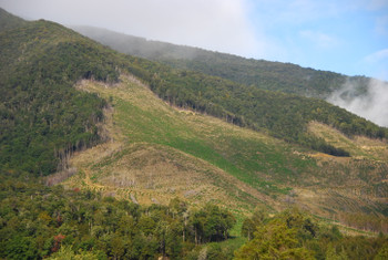 Satellite-Driven Afforestation & Reforestation: Geo-Optimized Flood Mitigation
